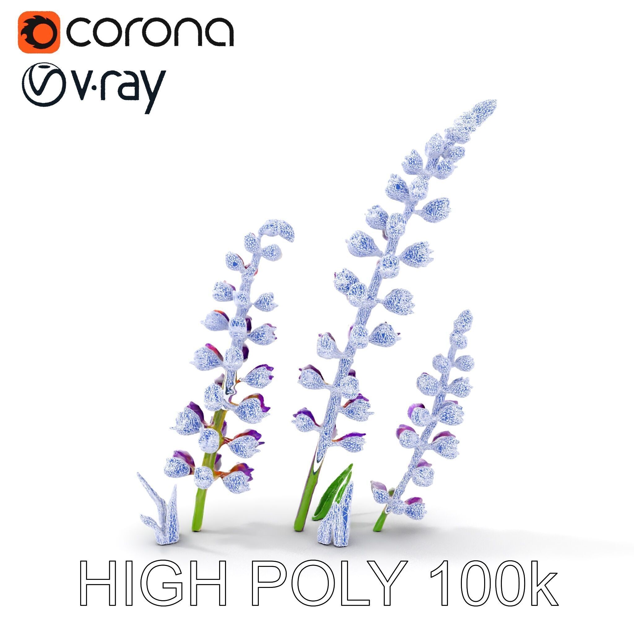 Lavender Flower Model Pack Realistic Botanical D Low-poly 3D model_28