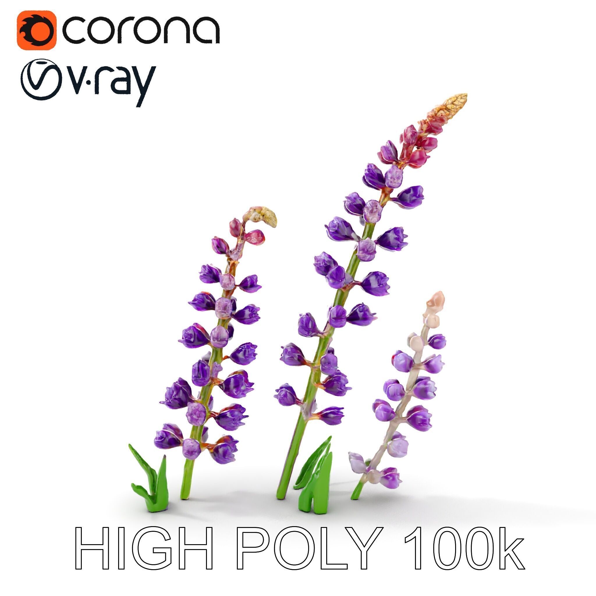 Lavender Flower Model Pack Realistic Botanical D Low-poly 3D model_8
