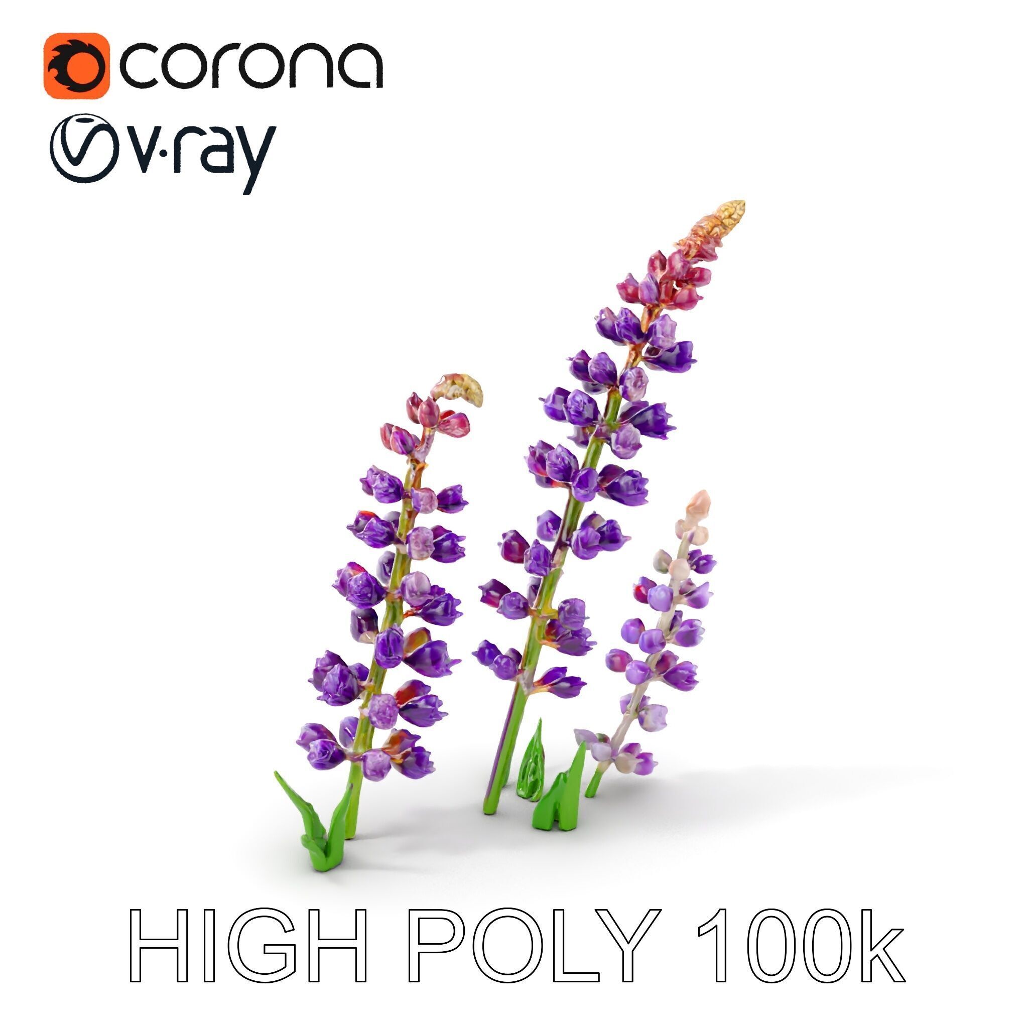 Lavender Flower Model Pack Realistic Botanical D Low-poly 3D model_32