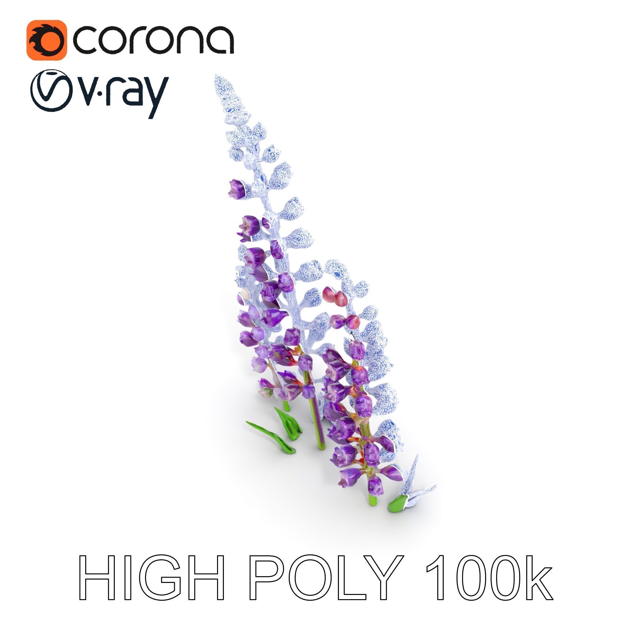 Lavender Flower Model Pack Realistic Botanical D Low-poly 3D model_25