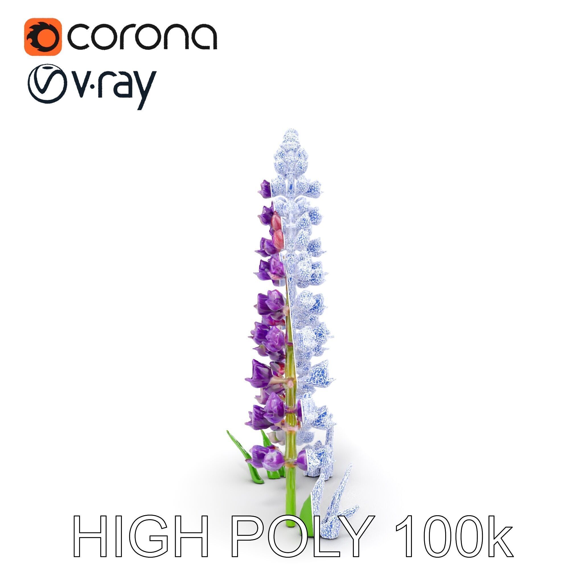 Lavender Flower Model Pack Realistic Botanical D Low-poly 3D model_16