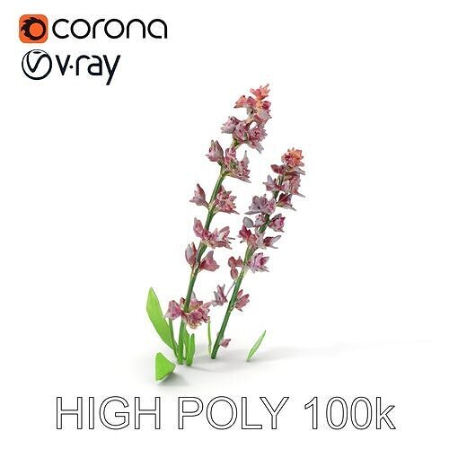 Realistic Lavender Plant Model Pack for D Visualizations Low-poly 3D model
