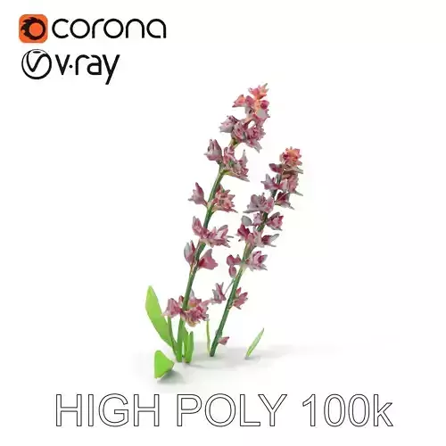 Realistic Lavender Plant Model Pack for D Visualizations