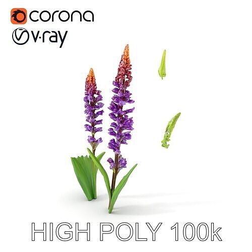 Vibrant Wildflower Model Pack  Botanical Details Low-poly 3D model