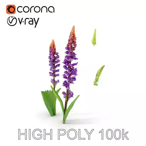 Vibrant Wildflower Model Pack  Botanical Details