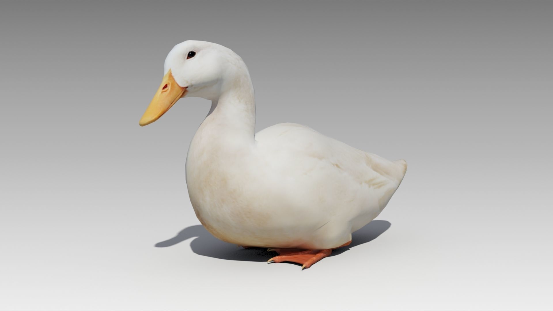 Duck Animated Low-poly 3D model_8