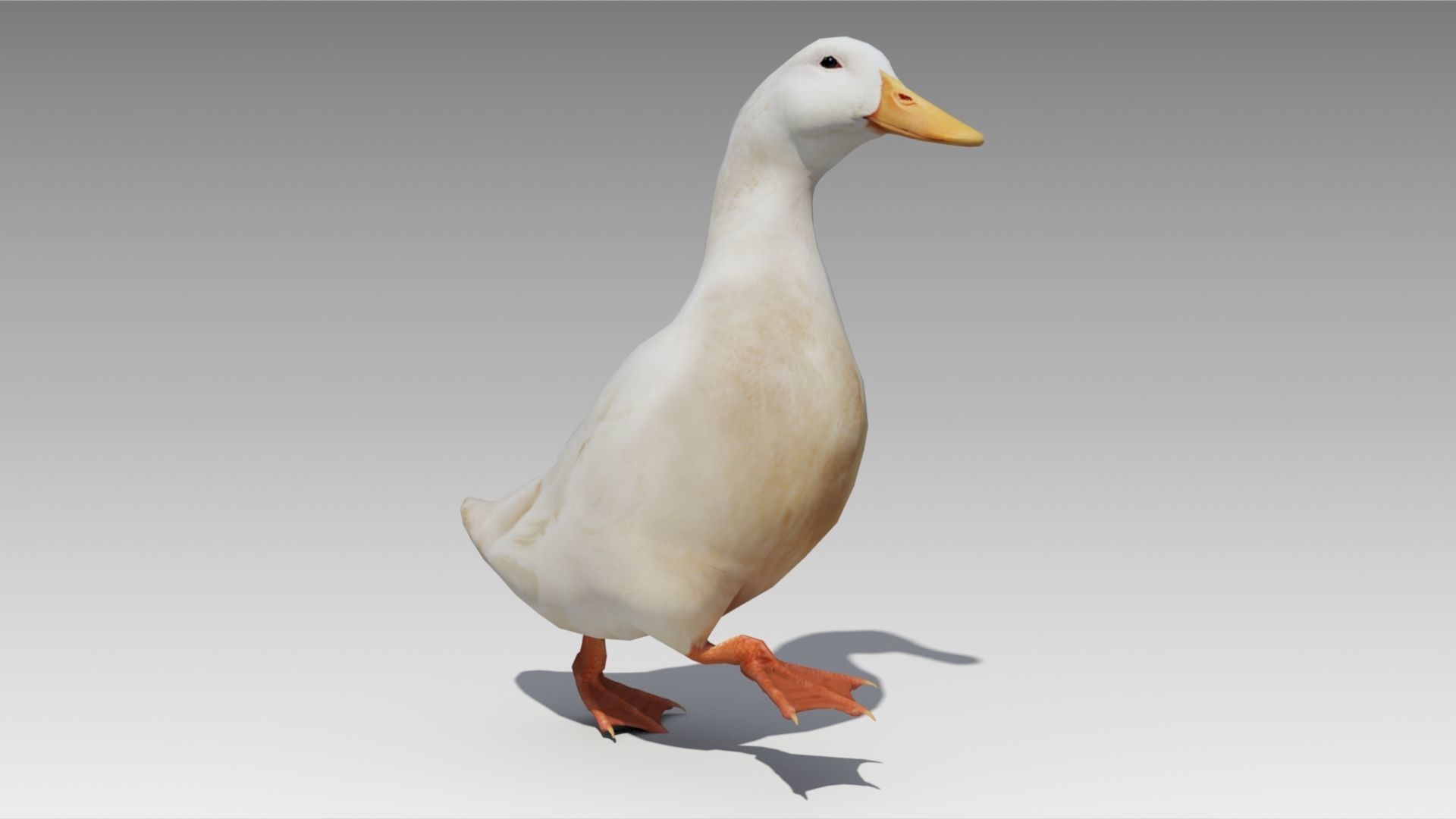 Duck Animated Low-poly 3D model_7