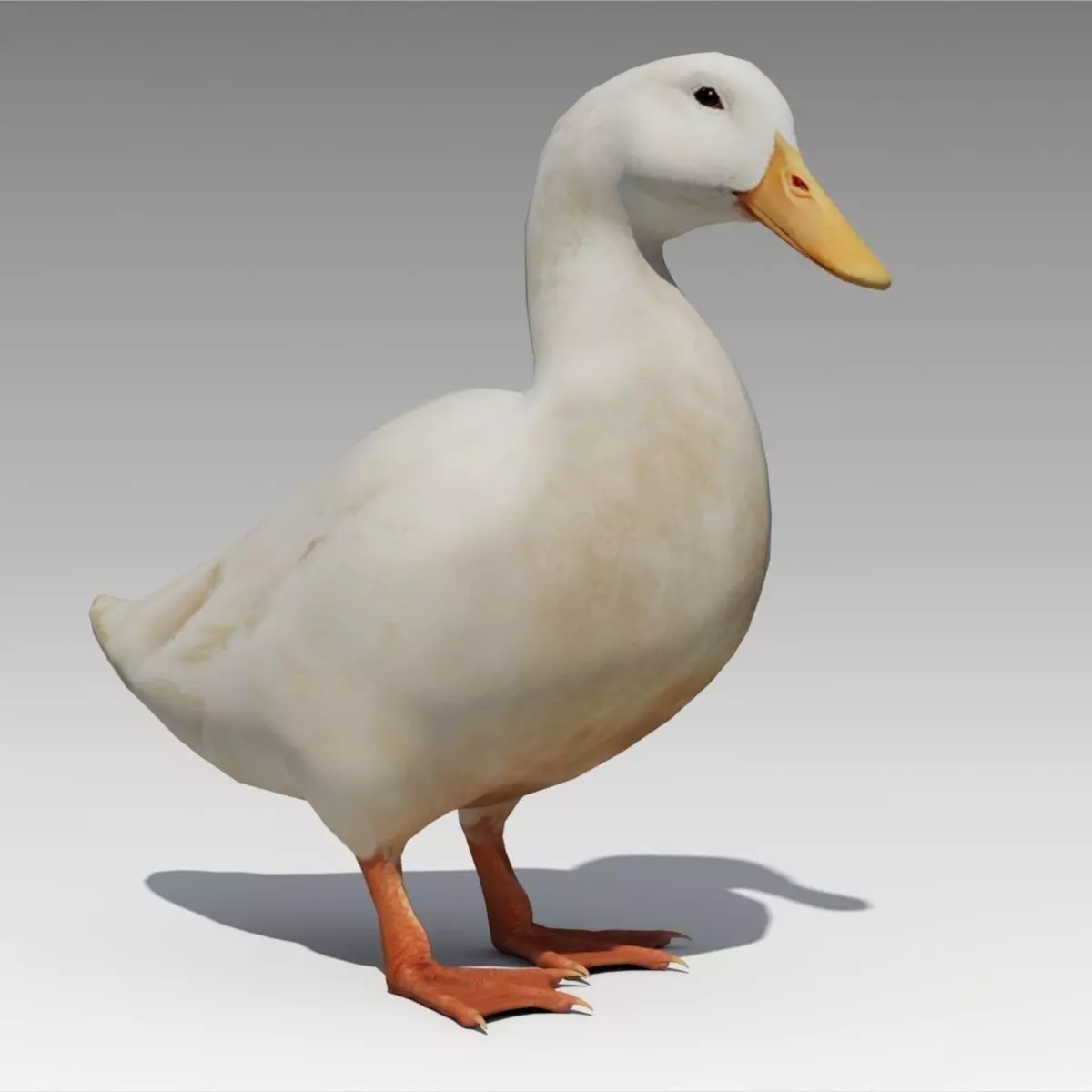 Duck Animated Low-poly 3D model_0