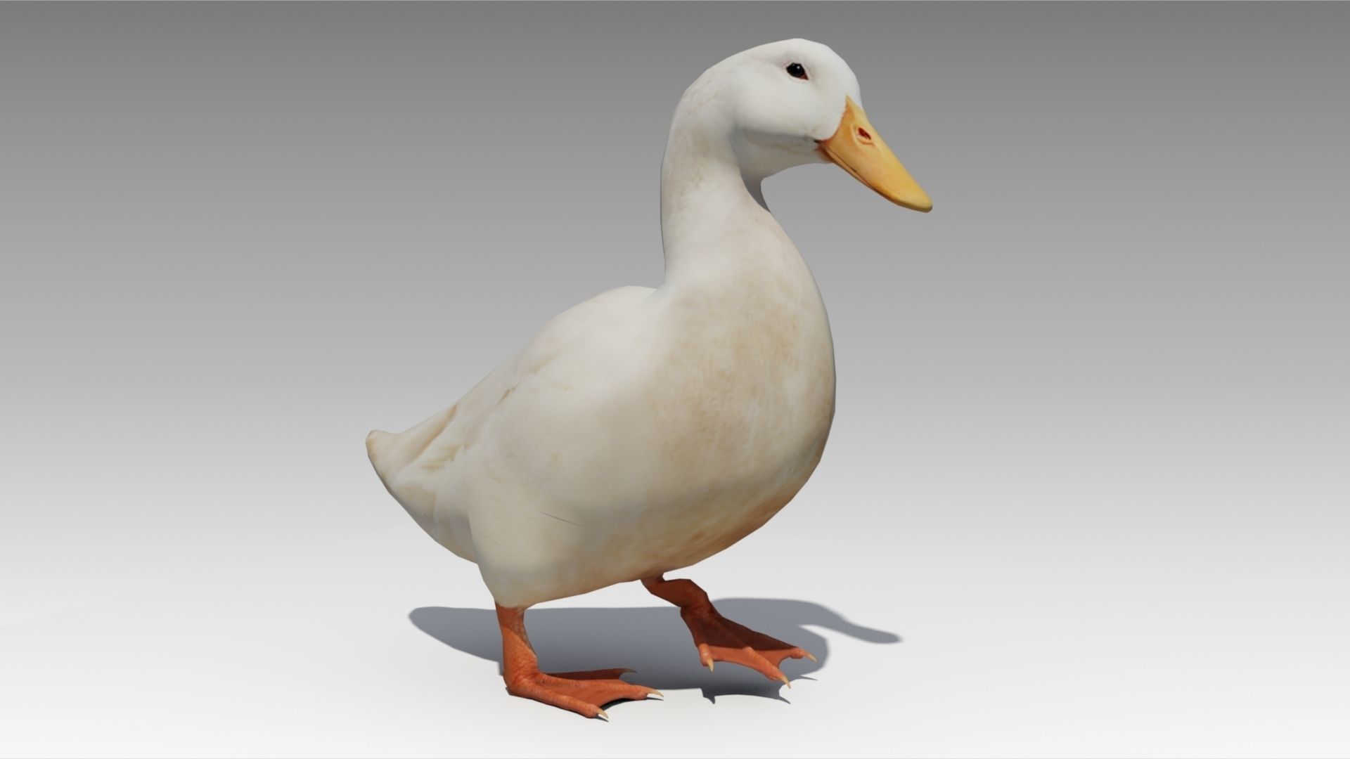 Duck Animated Low-poly 3D model_3