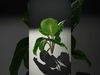 Tropical Plant Model Pack for Environment Design Low-poly 3D model_2