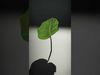 Botanical Leaf Model Pack with Realistic Textures Low-poly 3D model_2