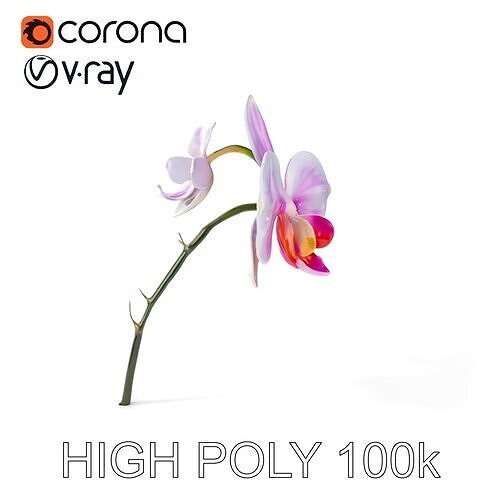 Orchid Blossom Model Pack Low-poly 3D model