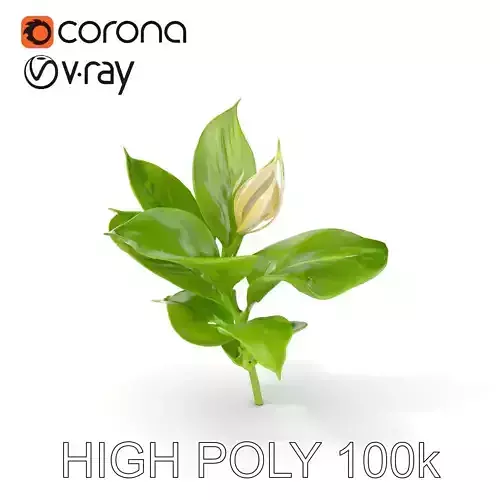 Calla Lily Model Pack with Detailed Textures