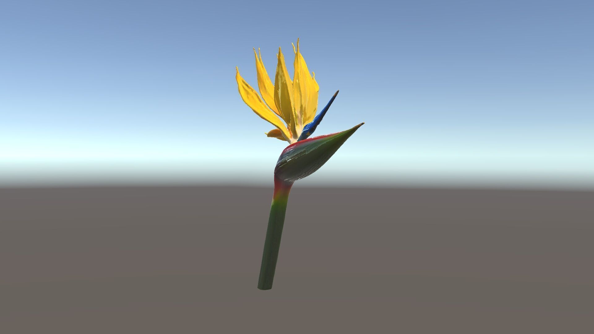 Exotic Bird of Paradise Flower Model Pack Low-poly 3D model_12