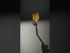 Exotic Bird of Paradise Flower Model Pack Low-poly 3D model_2
