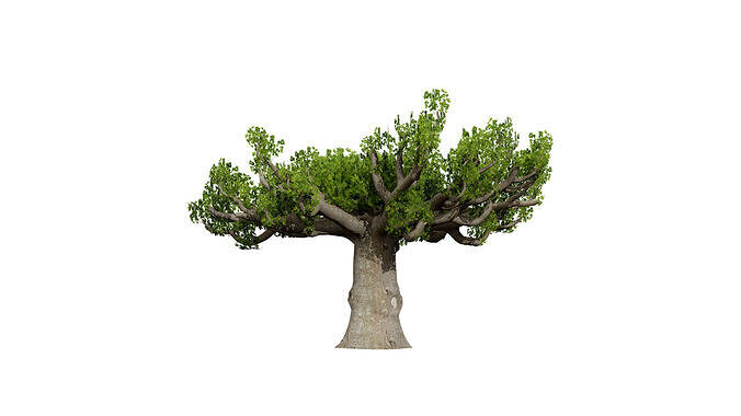 South African Sterculia Africana Trees Low-poly 3D model