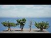 South African Sterculia Africana Trees Low-poly 3D model_1