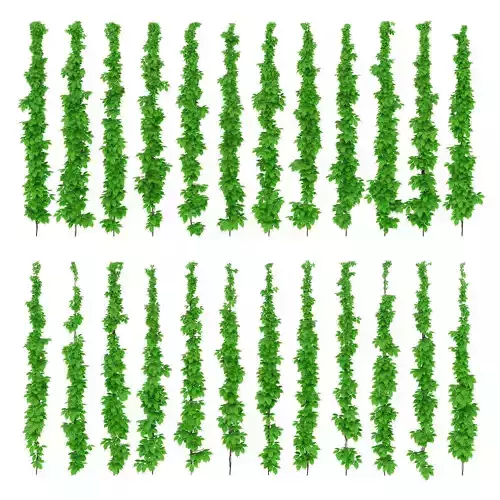 Leaves of grapes on the vine 3D model