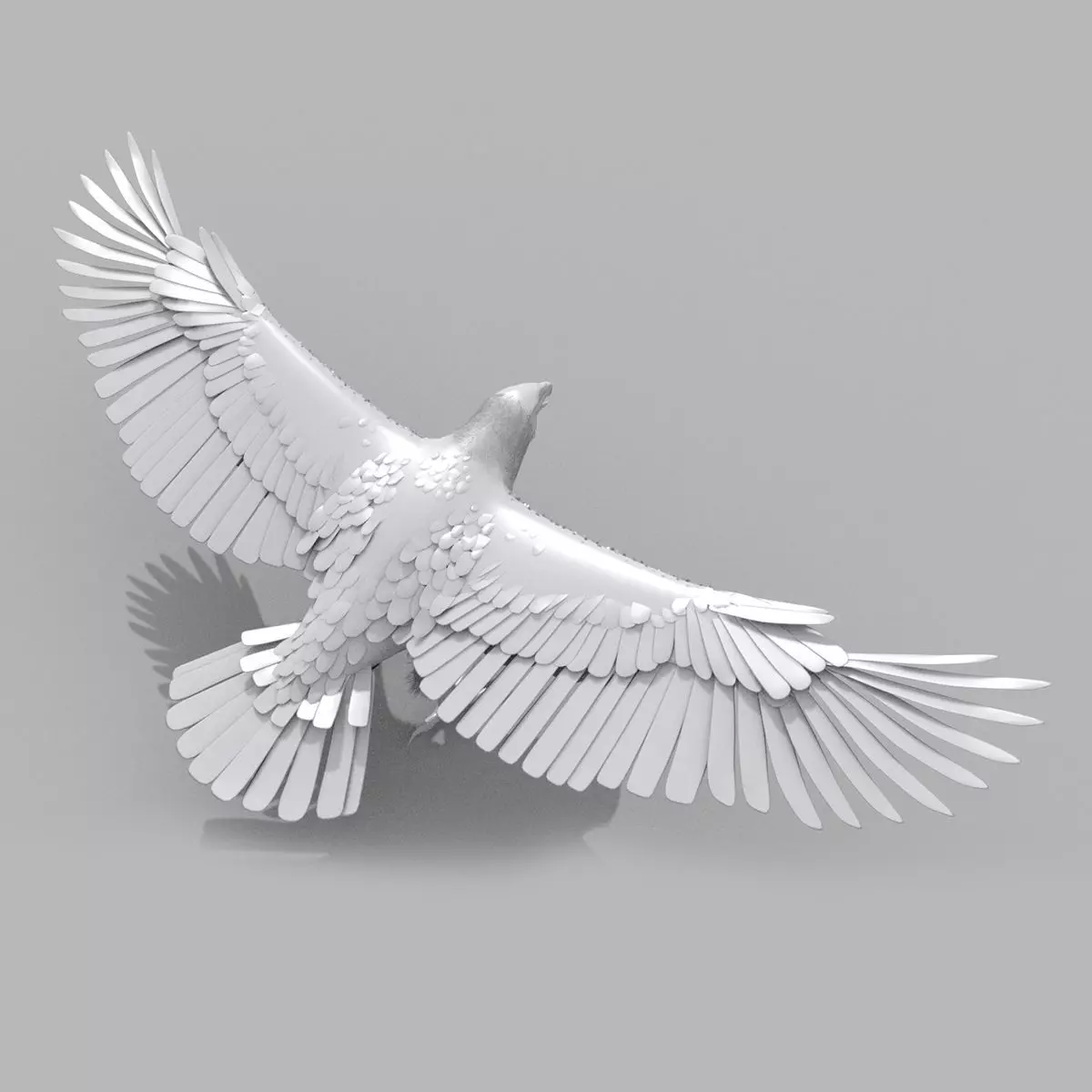 Eagle Aguia Shape 3D model_0