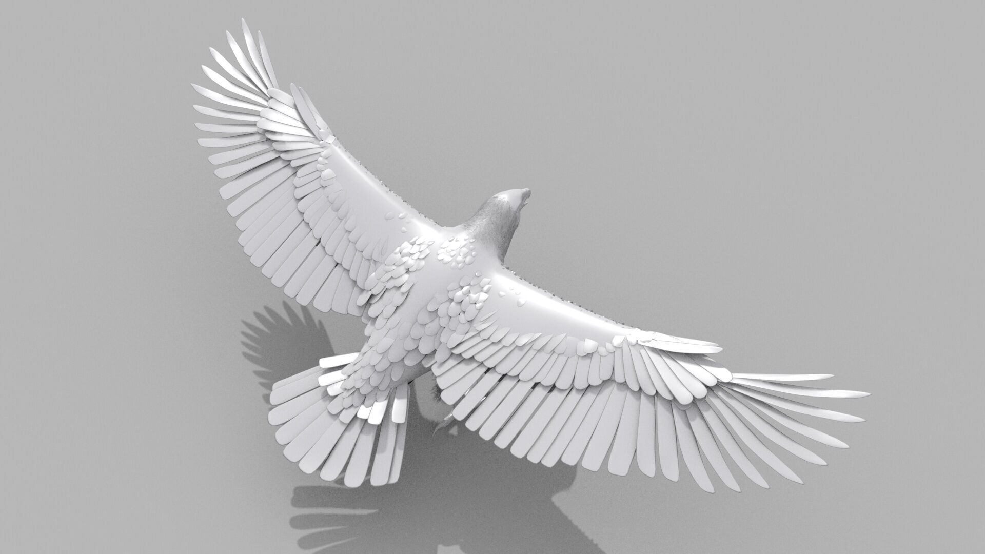 Eagle Aguia Shape 3D model_1