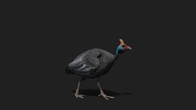 Realistic Animated Guinea Fowl Low-poly 3D model