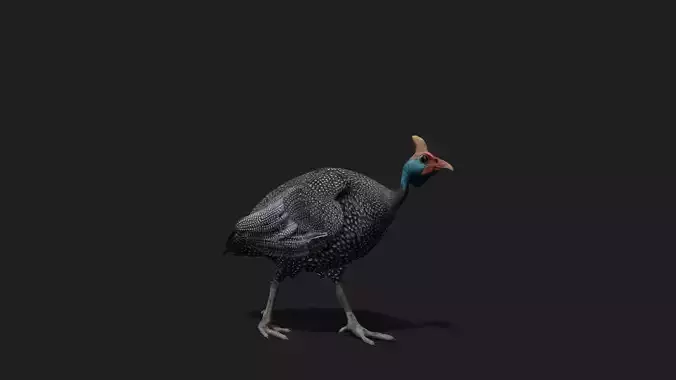 Realistic Animated Guinea Fowl Low-poly 3D model