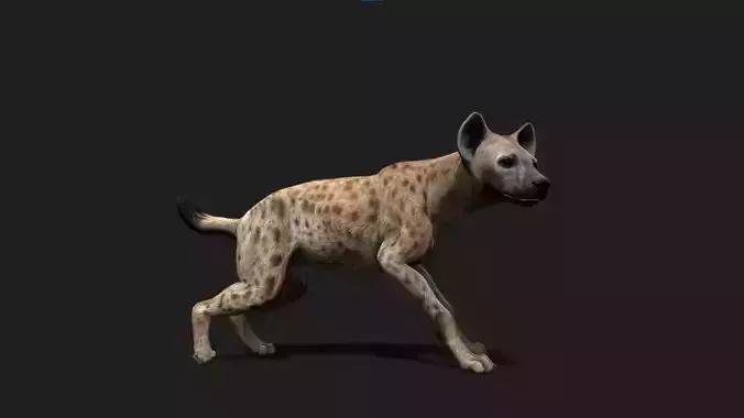 Realistic Animated Hyena Low-poly 3D model