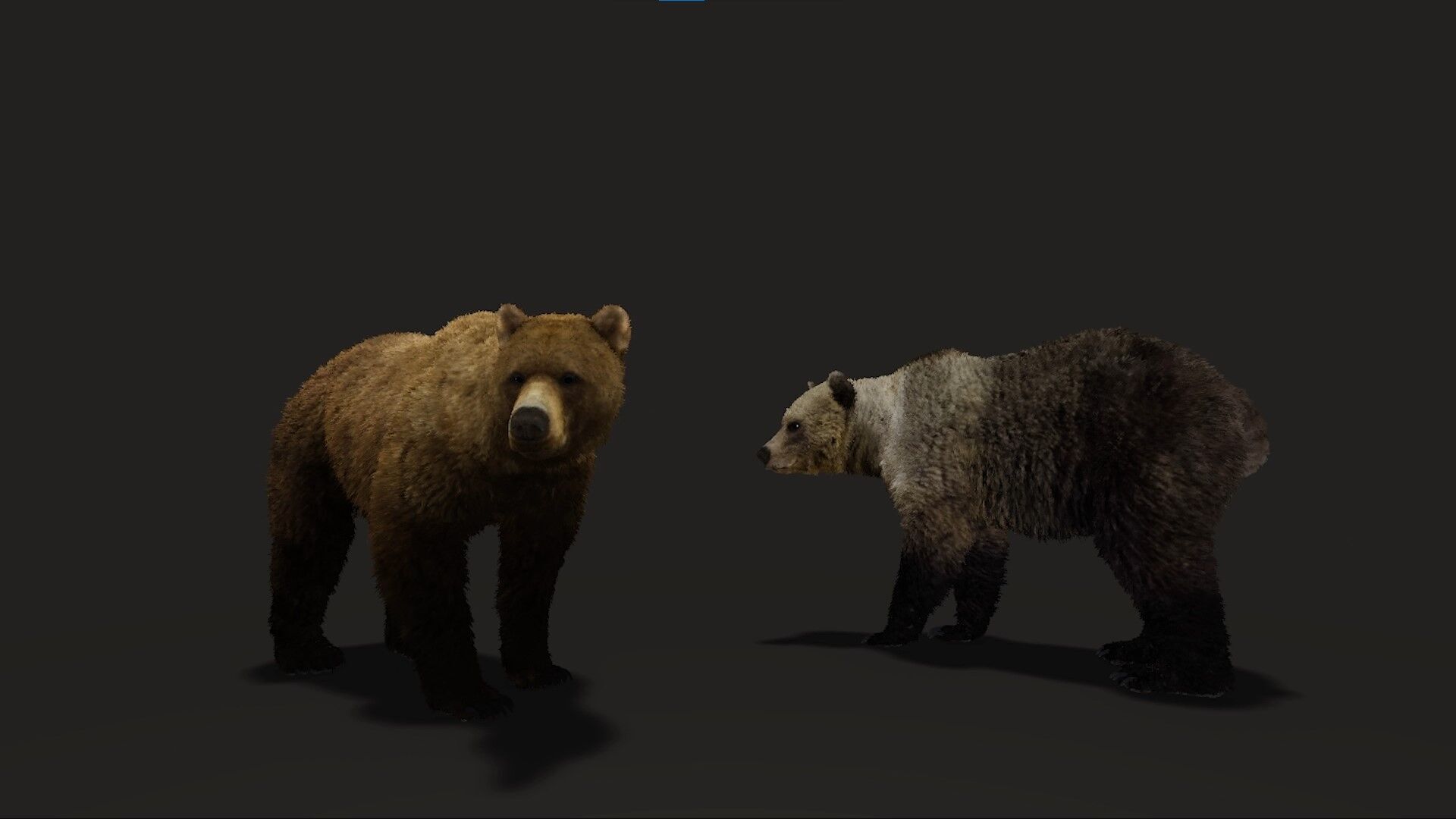 Realistic Animated Bear v2 Low-poly 3D model_10