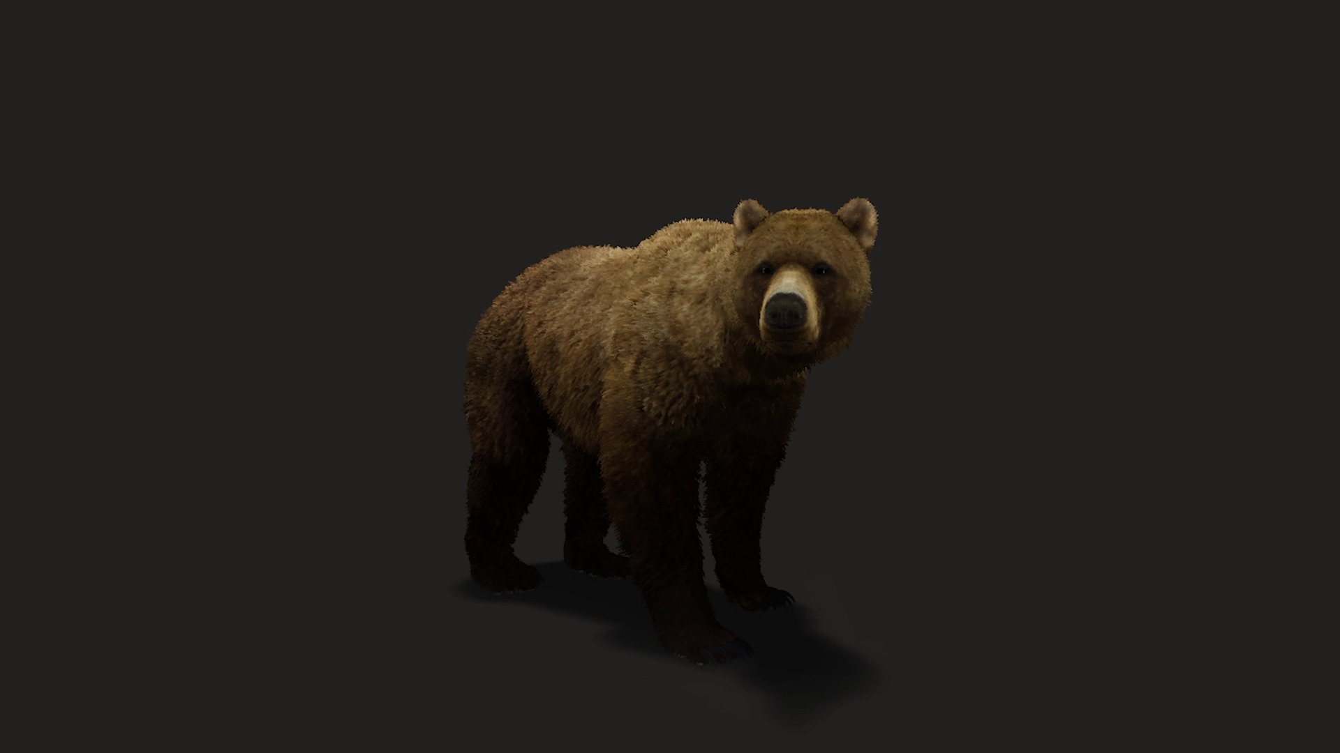 Realistic Animated Bear v2 Low-poly 3D model_7