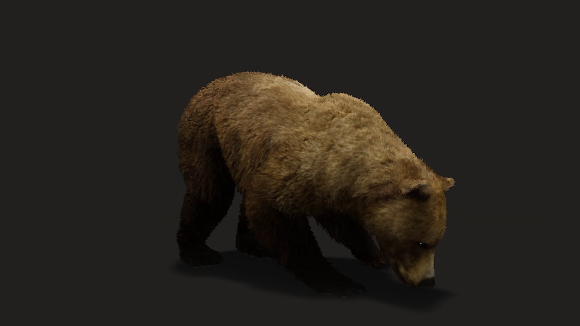 Realistic Animated Bear v2 Low-poly 3D model_4