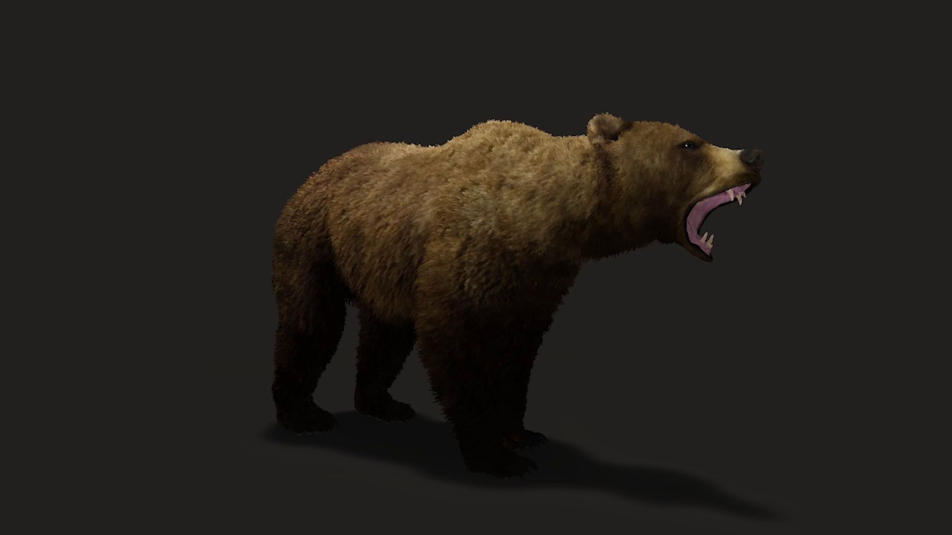 Realistic Animated Bear v2 Low-poly 3D model_3