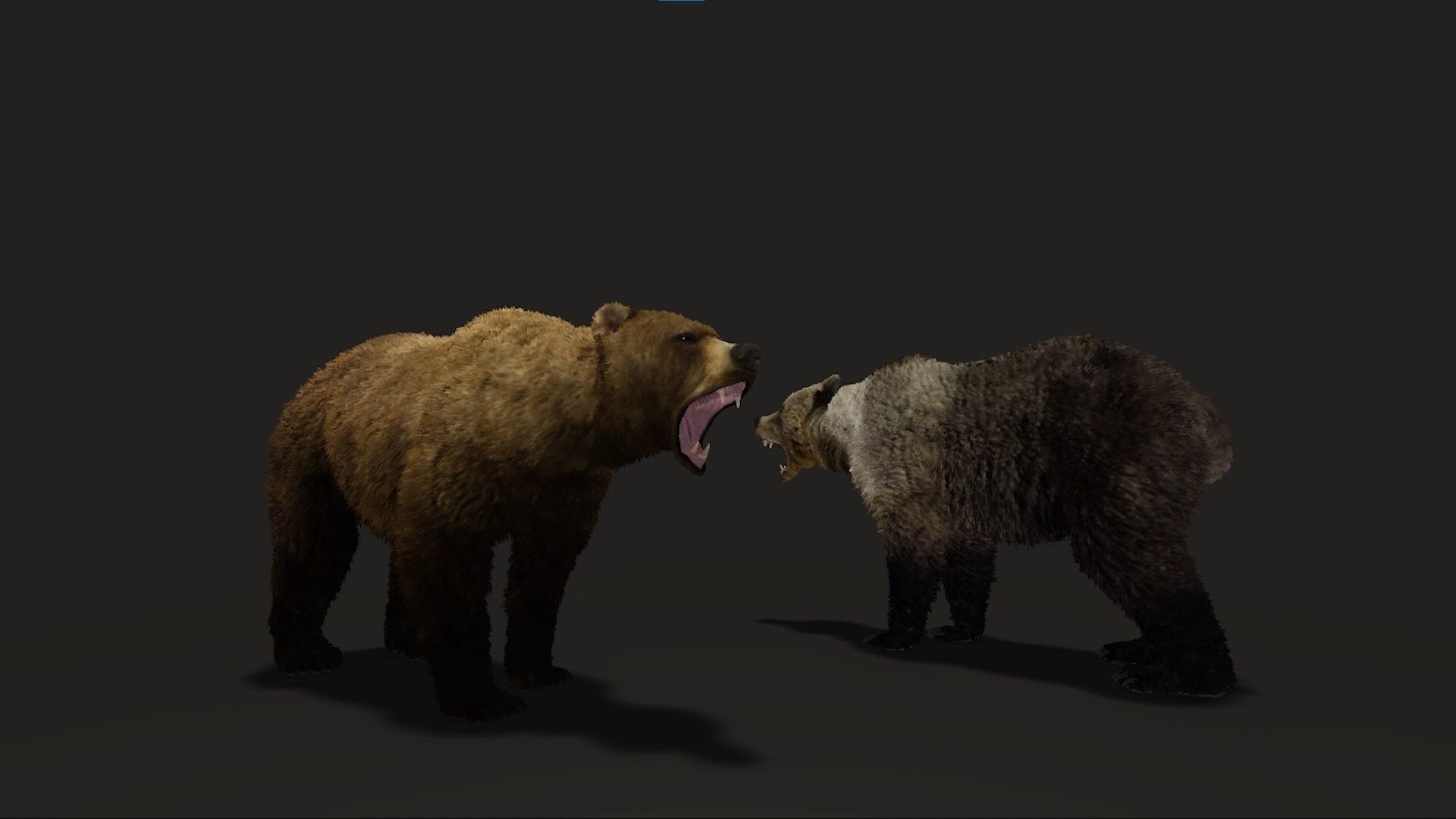 Realistic Animated Bear v2 Low-poly 3D model_8