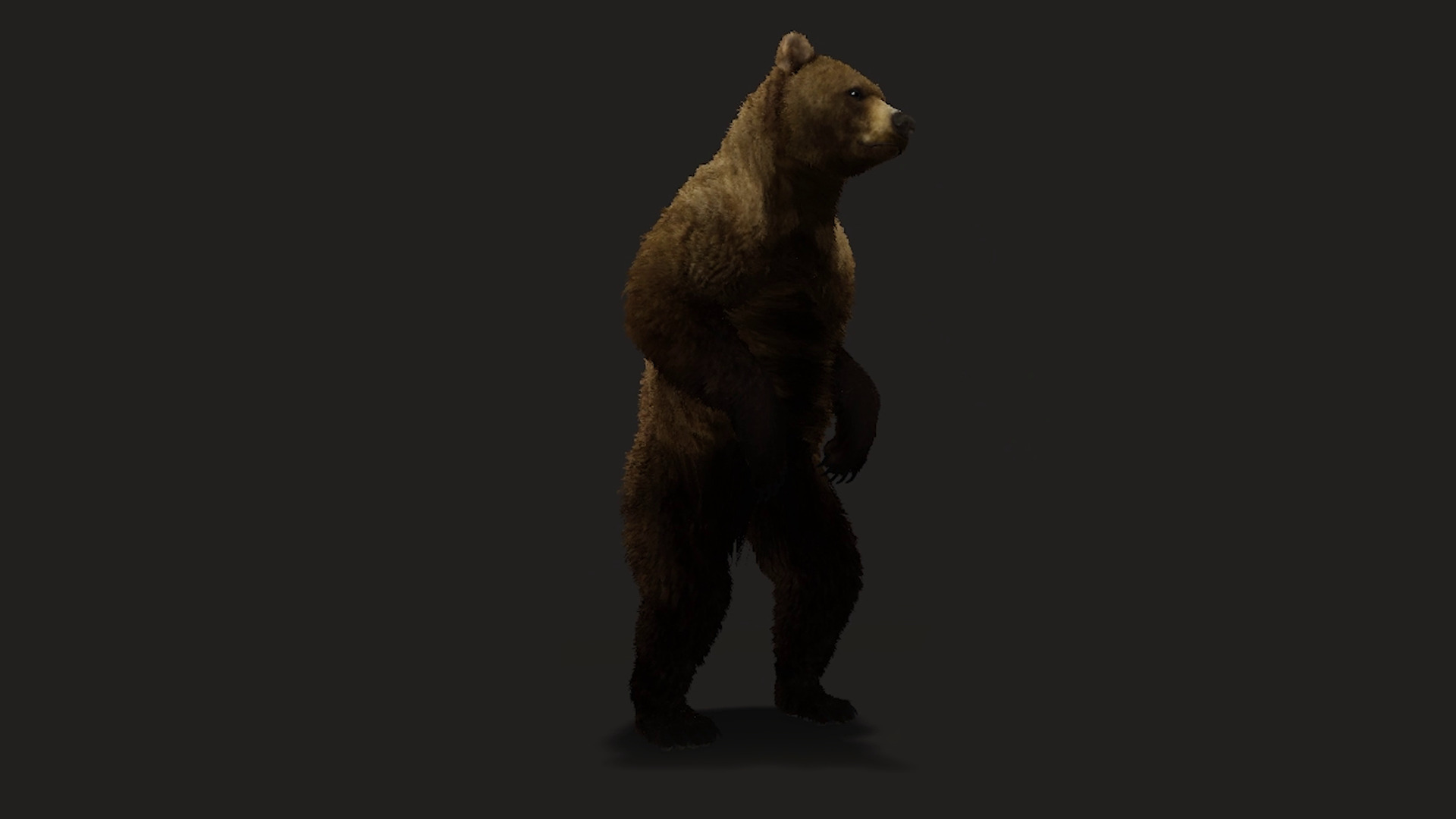 Realistic Animated Bear v2 Low-poly 3D model_5
