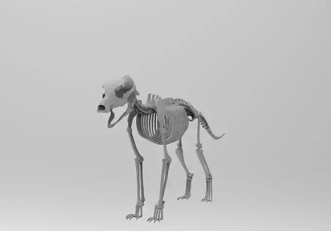 Dog Skeleton 3D print model