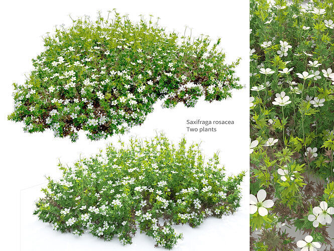 Saxifraga rosacea 3D model