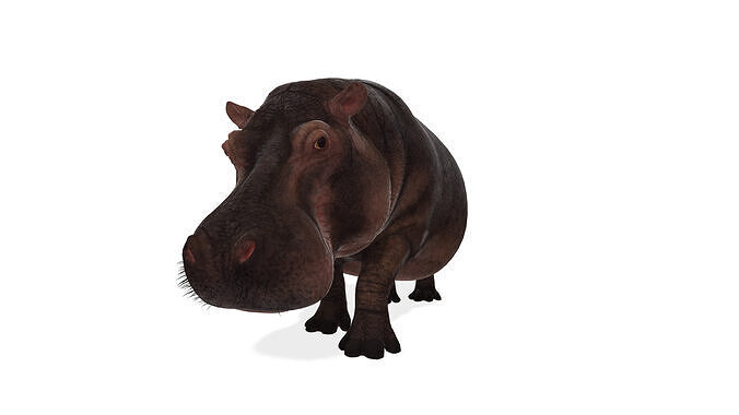 Hippopotamus 3D model