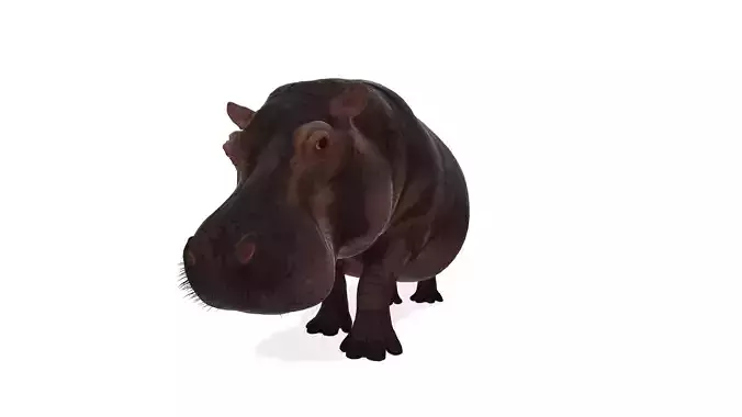 Realistic River Hippopotamus Rigged 3D Model
