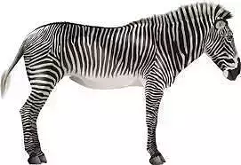 Zebra in Dimension