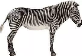 Zebra in Dimension 3D model_0