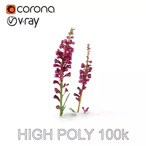 Vibrant Pink Flower Model Pack Low-poly 3D model