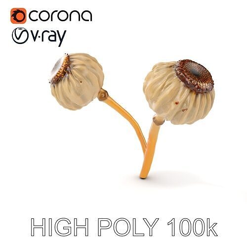 Dried Seed Pod Model Pack Low-poly 3D model