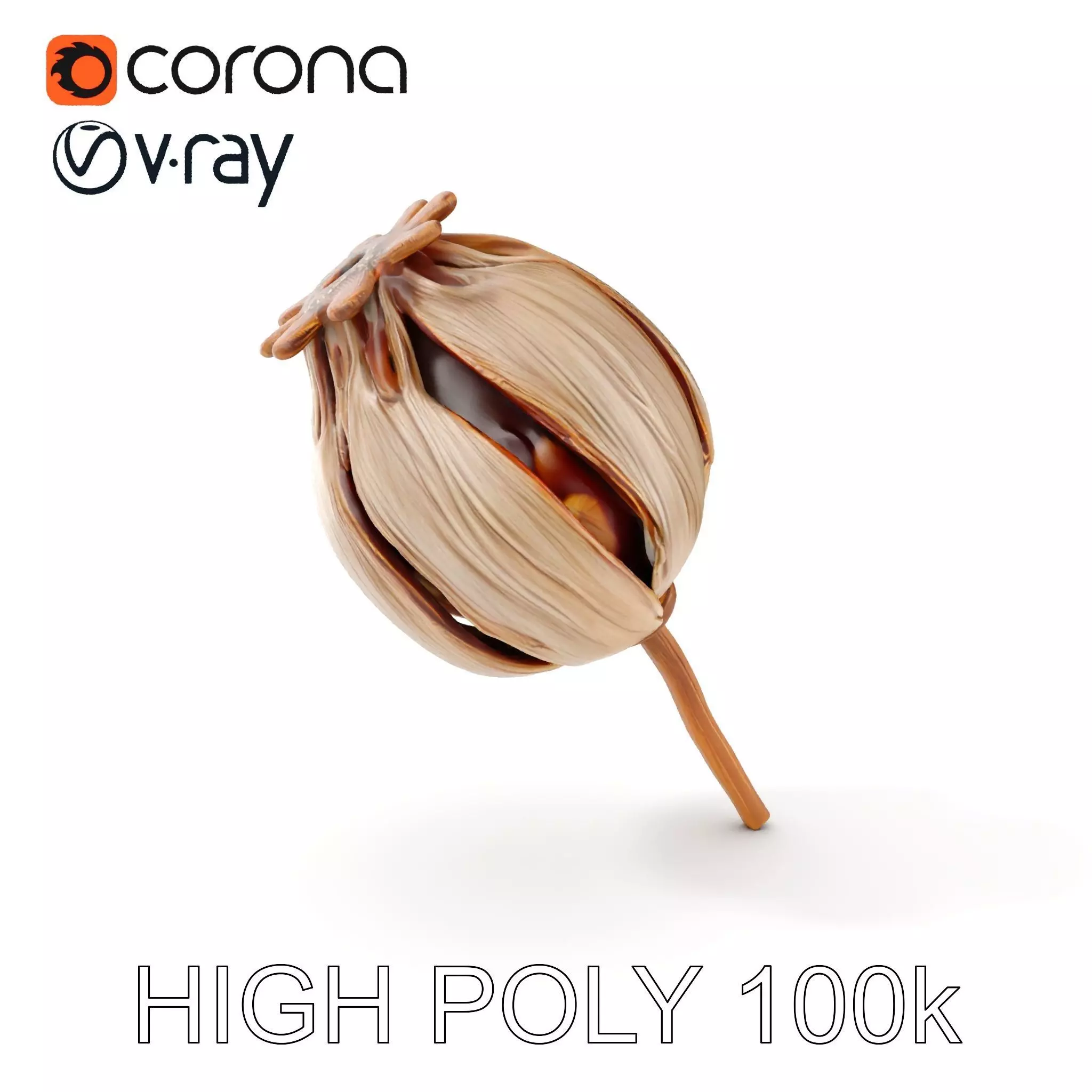 Decorative Seed Pod Model Pack for Realistic Rendering Low-poly 3D model_0