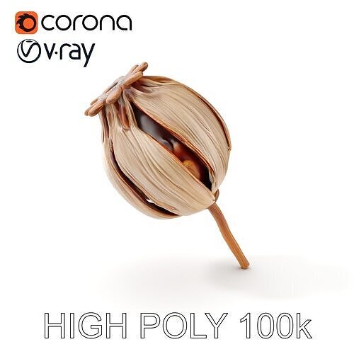 Decorative Seed Pod Model Pack for Realistic Rendering Low-poly 3D model