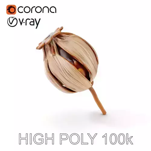 Decorative Seed Pod Model Pack for Realistic Rendering