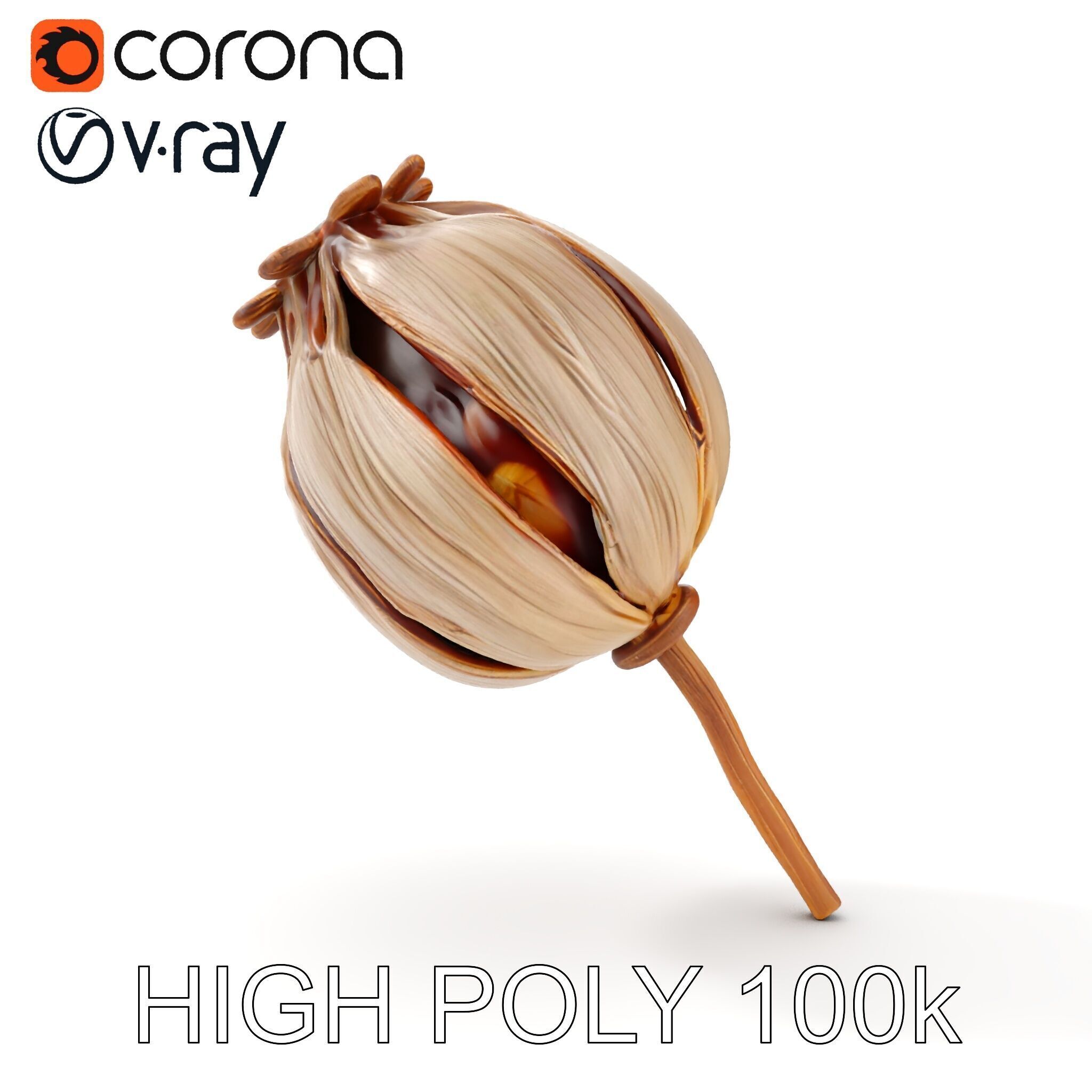 Decorative Seed Pod Model Pack for Realistic Rendering Low-poly 3D model_7