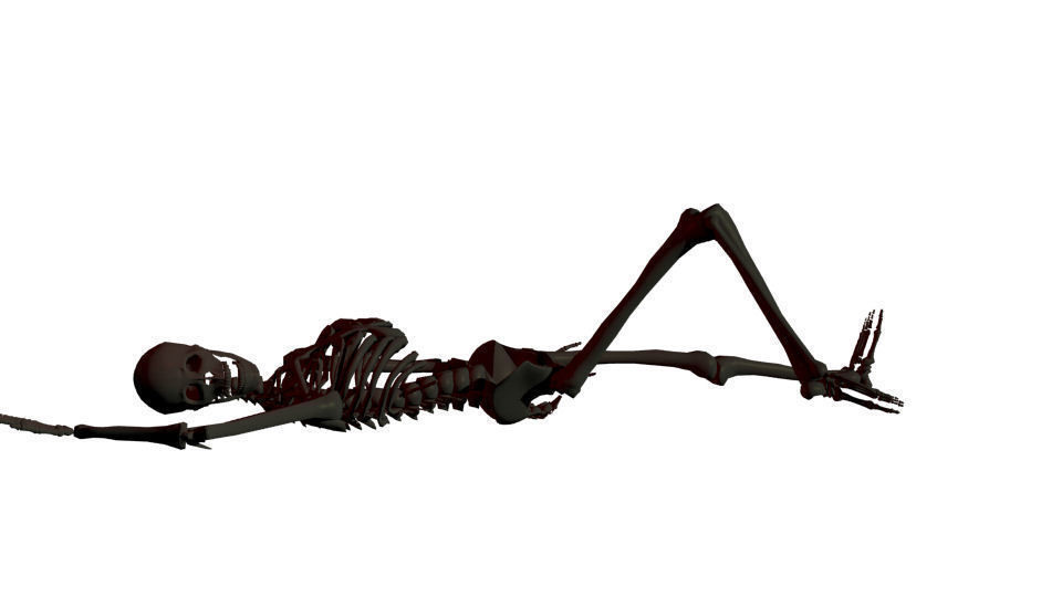 Rigged Human Skeleton 3D model_5