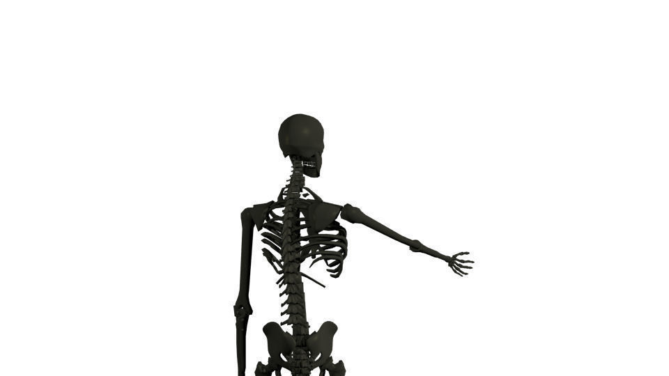 Rigged Human Skeleton 3D model_7