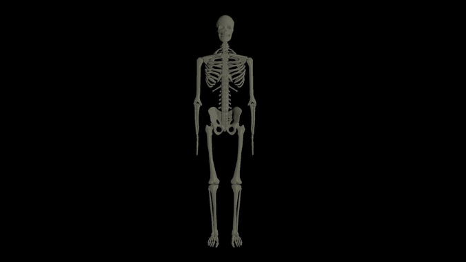 Rigged Human Skeleton