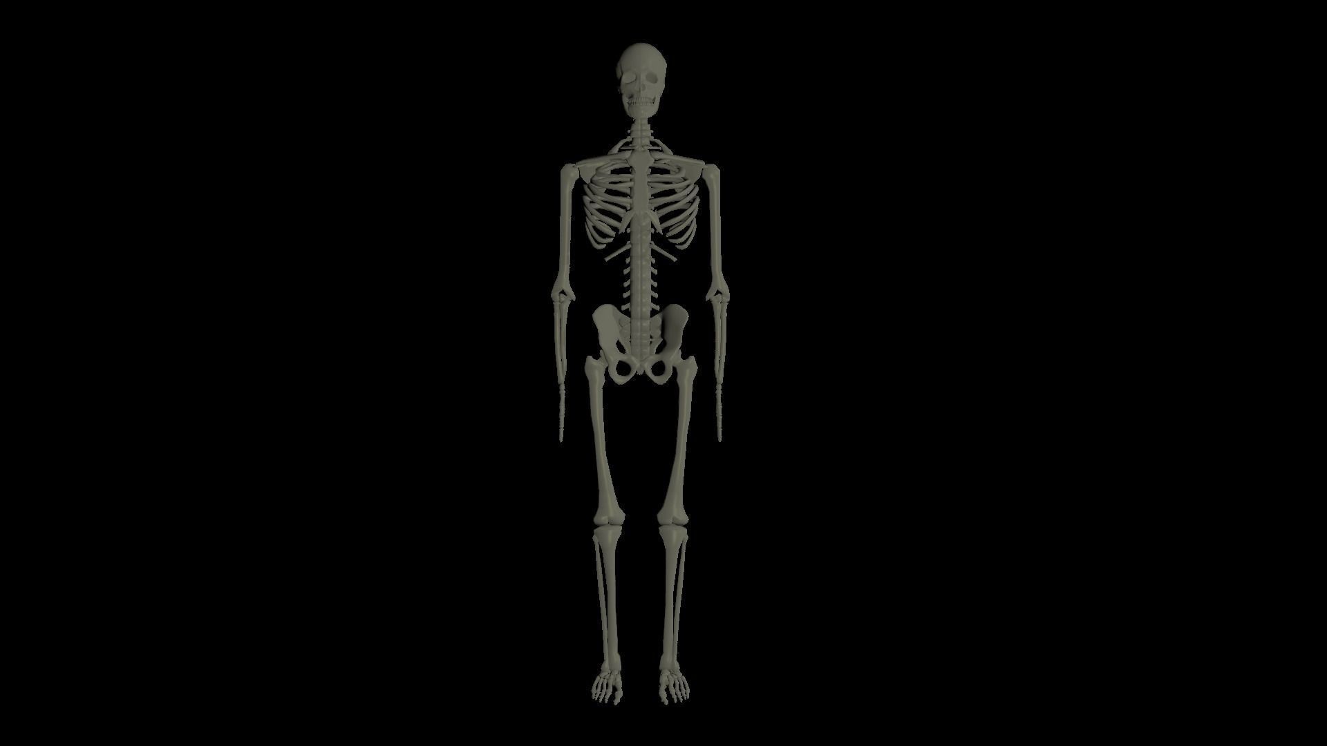 Rigged Human Skeleton 3D model_0