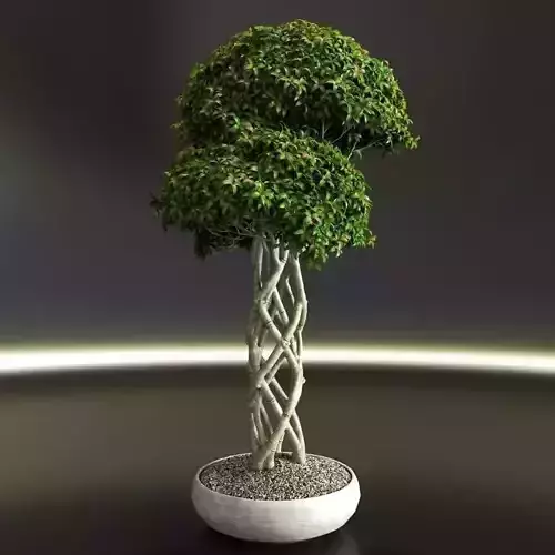 Bonsai Interior
